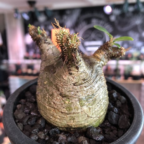 pachypodium  gracilius《大きめS size》※現地球発根済株※店主国内管理2年株※横筋強きwild肌質にぼってり短枝の樹形balance良き一株※mad black pot植え