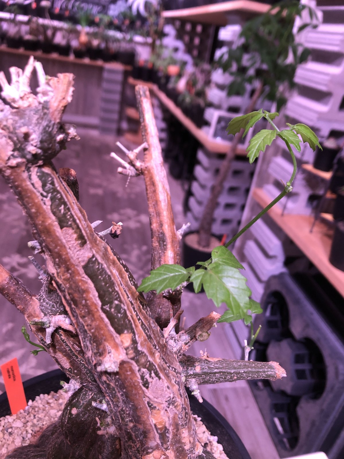 momordica rostrata《L L size》※株元も太く‼︎枝も木質化した樹形の