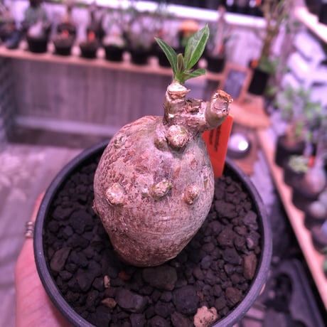 packypodium bispinosum 《S size》※ぼってりと卵樹形の可愛い一株‼︎※mad black bowl pot植え