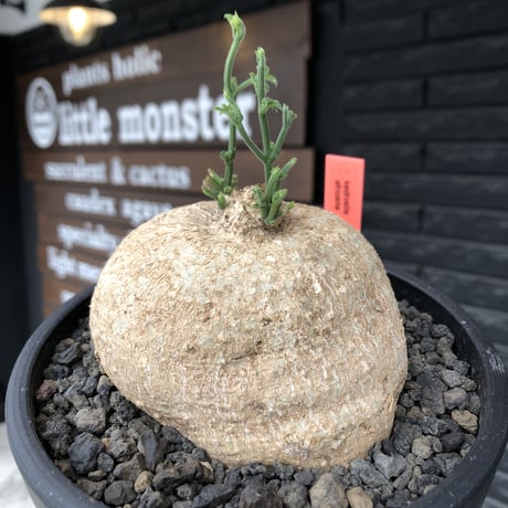 kedrostis africana《大きめL size》※現地球発根後店主国内管理2年株※大変ぼってりと丸い極美株‼︎雌雄異株型種‼︎※mad black bowl pot植え