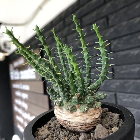 euphorbia gorgonis《大きめM size》※現地球発根後店主国内管理2年株※人気🐙タコもの‼︎美多肉質葉&木質wild塊根の二面性が魅力※mad  black pot植え