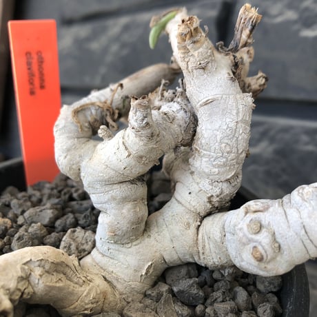 othonna clavifolia《L L size》激希少※現地球発根後店主国内管理9年株※個体激減し輸入厳しい中肉々しくどっしり構えの極美良樹形※mad black bowl pot植え
