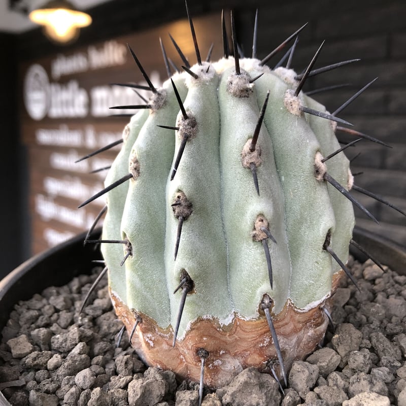 黒王丸　コピアポアシネレア　現地球　発根済 大株】コピアポア シネレア 黒王丸 現地球 カキコ 発根済み 山木