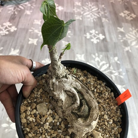 pseudbombax   ellipticum《M size》