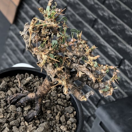 sarcocaulon  vanderietiae《M size》※現地球発根後店主国内管理3年株※希少春秋型種‼︎コンパクトで幹上がり仕立ての一株※mad black pot植え