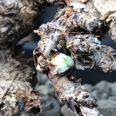 pelargonium triste《小さめM size》※現地球発根済株※店主国内管理3年株※小振りでもwild樹形＆特化した荒々しい肌質な大株にも勝る一株※mad black bowl pot植え