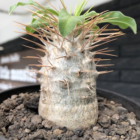 pachypodium  namaquanum 光堂《大きめM size》littmon seed🌱※ちょうど良き手乗りサイズ感の樹形バランスも良き一株‼︎※mad black bowl pot植え