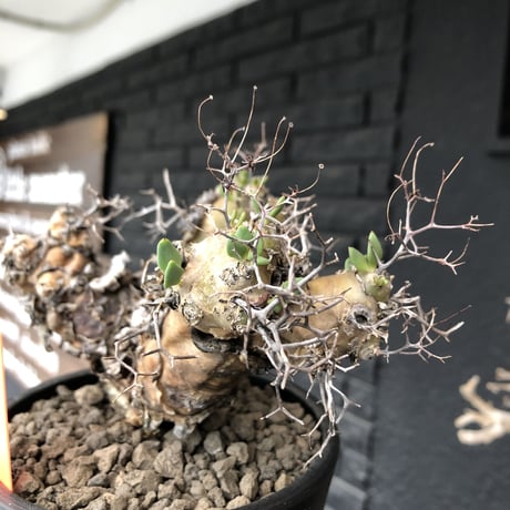 tylecodon  reticulatus《大きめM size》※現地球発根済株※店主国内管理3年株※weight低く幹も太い‼︎wild過ぎでimpact絶大‼︎※mad black pot植え