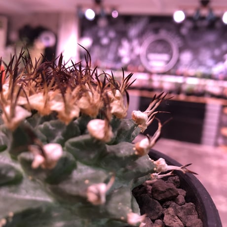 turbinicarpus  alonsoi《L size》希少現地球発根済株※店主国内管理8年株※大変ビッグ且つ樹形balanceも良く最高株※mad black bowl  pot植え