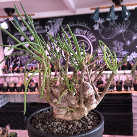 othonna protecta《L size》※現地球発根済株※今後輸入が厳しく流通少ない美しいプロテクタ‼︎サイズもbigな良株※mad black bowl pot植え