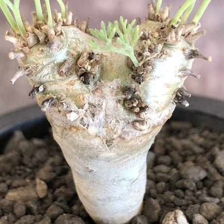 sarcocaulon peniculinum《大きめS size》激希少種※現地球発根後店主国内管理5年株※堪らないほど極白の美しい一株※mad black pot植え