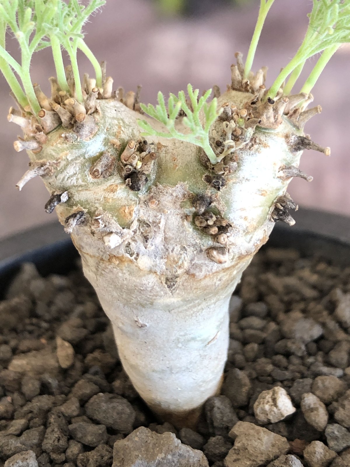 sarcocaulon peniculinum《大きめS size》激希少種※現地球発根後 sarcocaulon peniculinum《大きめS size》激希少種※現地球発根後