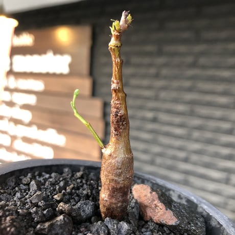 senna  meridionalis《 S size》littmon seed🌱※小振りながら大切に育てた堪らなキュートなセンナ※mad black pot植え