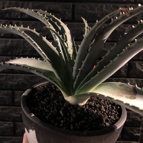 aloe   argyrostachys《L size》現地球発根済み‼︎ マダガスカルの希少種‼︎　※mad black  marble bowl pot植え