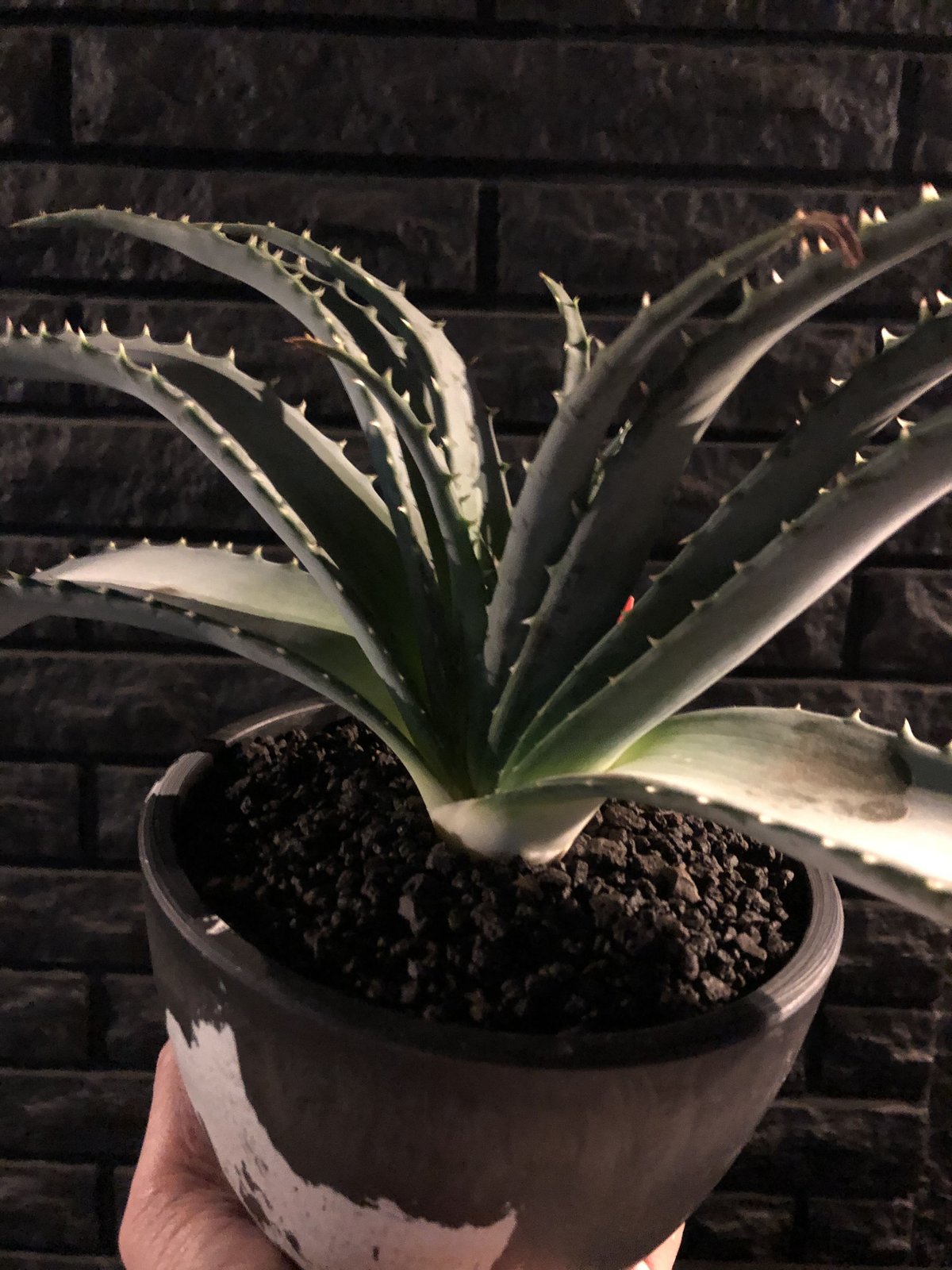 アロエ・ワイリー コヨーテ】aloe wily coyote coyotee（管理