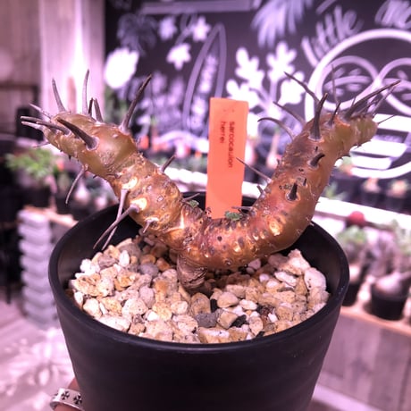 モンソニア　ヘレー【現地株】（旧サウコカウロン　ヘレー） サルコカウロン ヘレー モンソニア ヘレー Sarcocaulon herrei