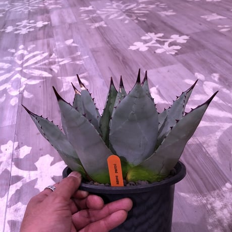 agave    parryi（L  size）インスタグラム掲載株‼︎