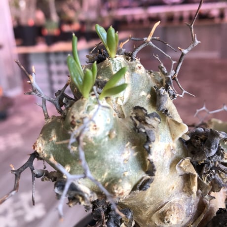 tylecodon    reticulatus《M  size》発根済み株‼︎