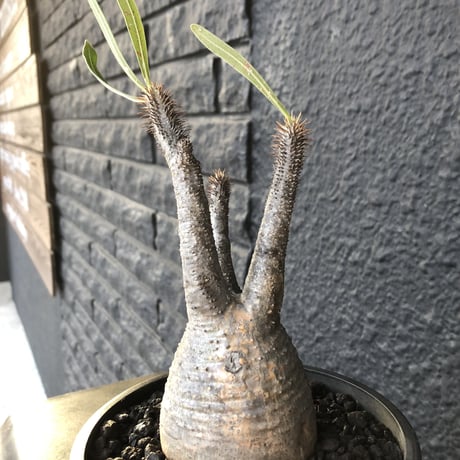 packypodium   gracilius《S size》