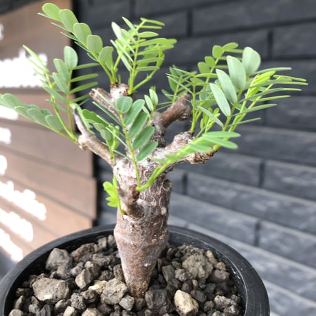 senna  meridionalis《 M size》※現地球発根後店主国内管理3年株※大変幹の色が濃く特化した肌質のセンナ‼︎強剪定繰り返した上品仕立て‼︎※mad black pot植え