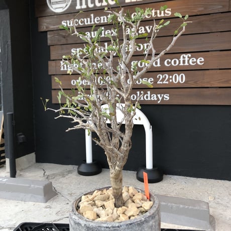 senna  meridionalis《 LL size》※現地球発根後店主国内管理4年株※大振りながら美しくまとまった激しい枝振り&ボコボコ幹が堪らなく美しい白肌株※陶器鉢植え