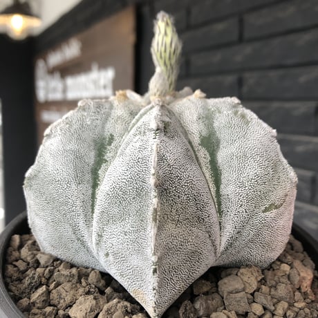 astrophytum 恩塚ランポー玉《L size》※店主国内管理6年株※ビッグサイズ且つ大変美しい白肌が堪らない※mad black bowl pot植え