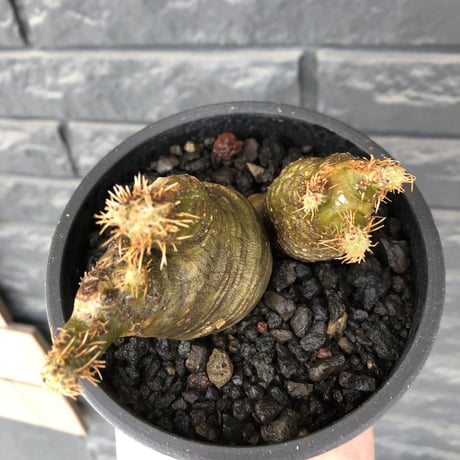 pachypodium gracilius《M size》※現地球株発根済※希少‼︎w-he'd＆極green肌で愛らしいぼってり樹形※black pot植え