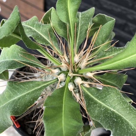 pachypodium namaquanum 光堂《大きめL size》littmon seed🌱※中々見かけないはずのサイズ感と美しい極白肌が堪らない一株※mad black pot植え