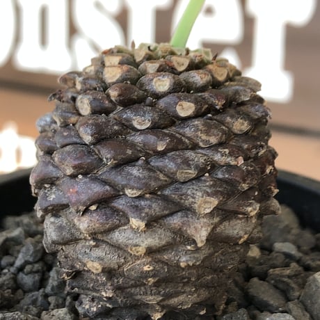 euphorbia bupleurifolia《大きめM size 》※まん丸球体株※現地球発根後店主国内管理5年株※ボコボコ肌にまん丸球体感が堪らない一株※mad black pot植え
