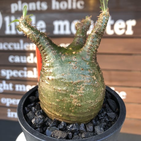 packypodium  gracilius《小さめM size》希少‼︎極green肌※現地球発根済株※店主国内管理4年株※大変ぼってり樹形且つ極green肌株※mad black pot植え