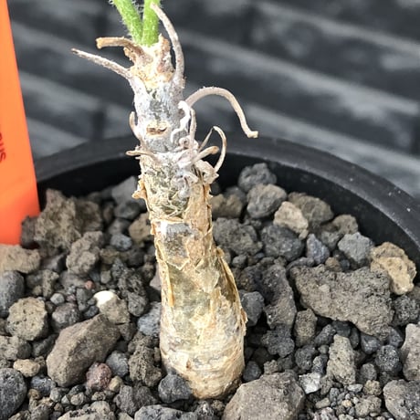 sesamothamnus rivae《大きめS size》※現地球株発根済※小振り現地球株は逆に珍しく小さくても味深さ強き表皮のメクれが堪らない一株※mad black pot植え