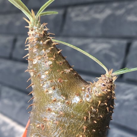 pachypodium gracilius《S size》※希少‼︎green肌&赤棘株※現地球発根後店主国内管理2年株※くっきりしたカラーに赤棘を持つ一株※mad black pot植え