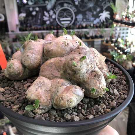 pachypodium  brevicaule恵比寿笑い《大きめL size》※現地球発根済株※味深い荒々しい肌質のbigな笑い‼︎今後流通少なくなります※浅鉢植え
