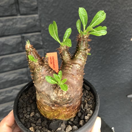 packypodium  cactipes《 M size》※現地球発根済※とても丈の短く枝は太い為、ぼってり感半端なく感じ丸々と可愛すぎるカクチ‼︎※mad black bowl pot植え