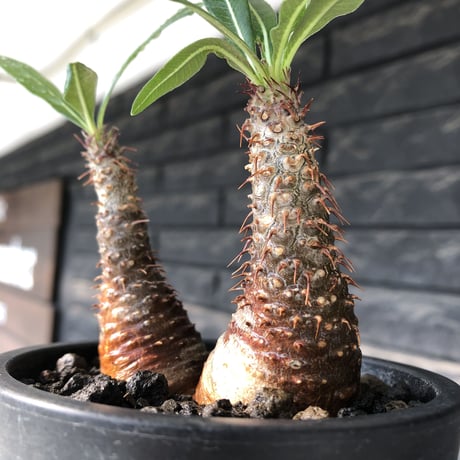 pachypodium gracilius《S size》赤肌&w-he'd株※現地球発根後店主国内管理2年株※まだまだ華奢ながらasymmetryな良樹形※mad black pot植え