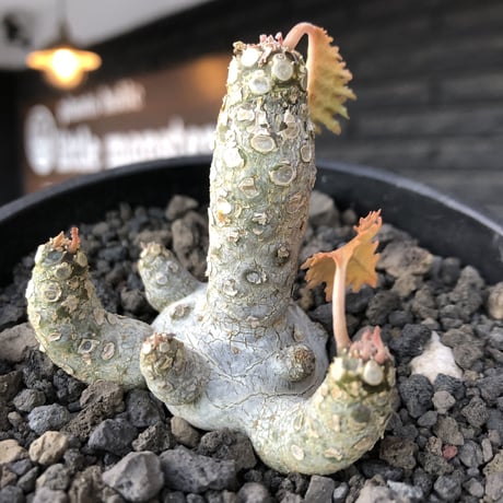 希少‼︎dorstenia  horwoodii《大きめM size》※現地球株発根済※極白肌&weight低きぼってり株元に良枝振りが堪らない※black bowl pot植え