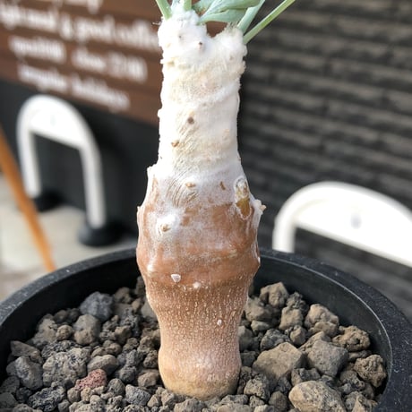 othonna cyclophylla《M size》※現地球株発根済※淡い冬型らしいカラーのギザギザ葉がかわいいシクロフィラ※black pot植え
