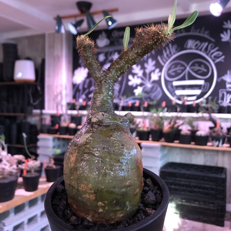 pachypodium  gracilius《小さめM size》一部希少green肌※現地球発根済株※店主国内管理2年株※捻くれ枝を持つ不格好さがかわいい一株※mad black pot植え