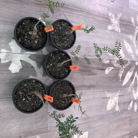 opercullicarya   packypus  littmon  seed🌱 《4年半株》※mad black  bowl  pot植え （限定5株）