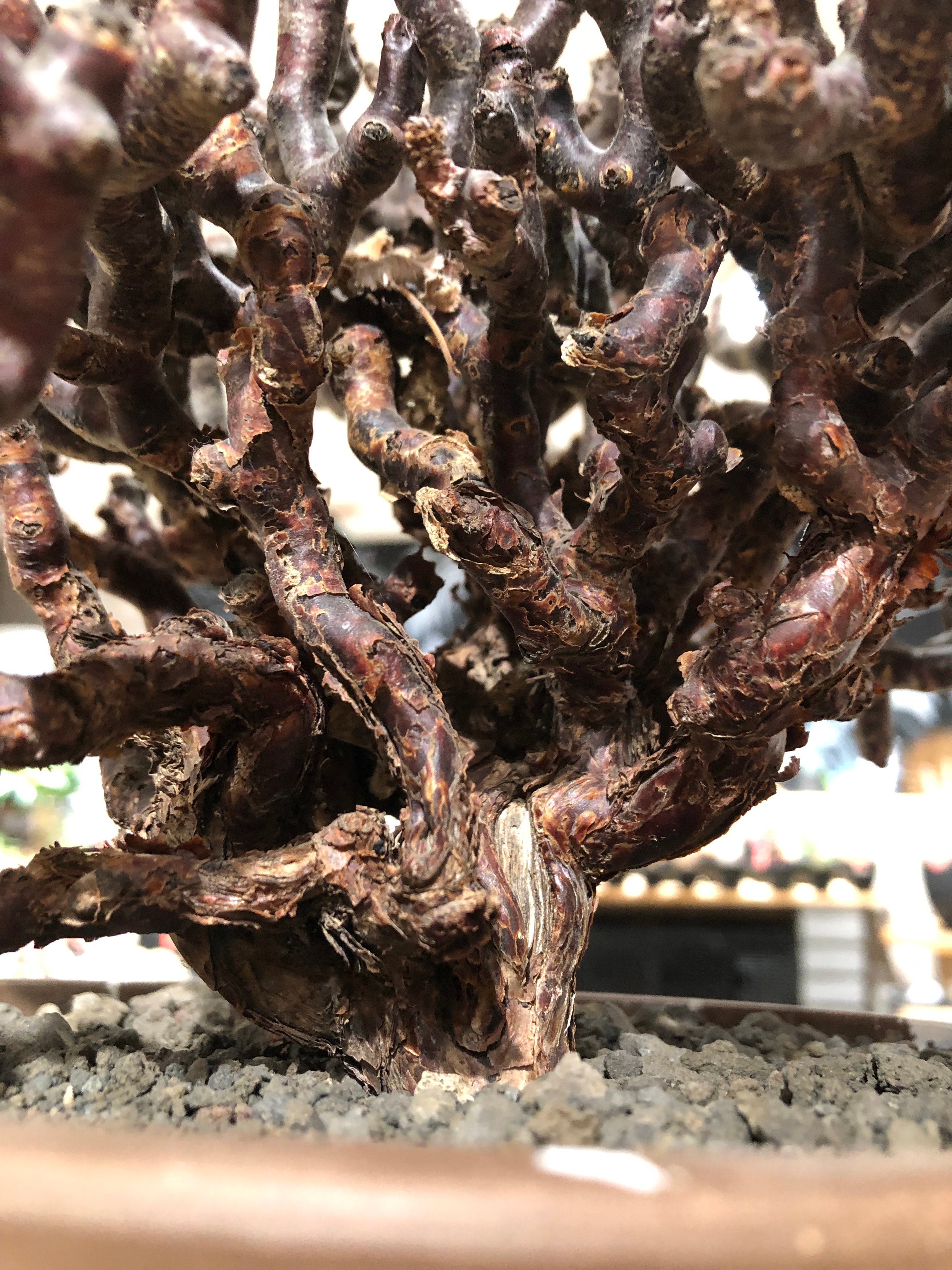 pelargonium mirabile《XL size》※現地球大株発根済※主幹太く幹上が