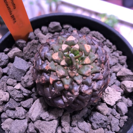 euphorbia    bupleurifolia《鉄甲丸》M  size  ※mad  black  bowl  pot植え