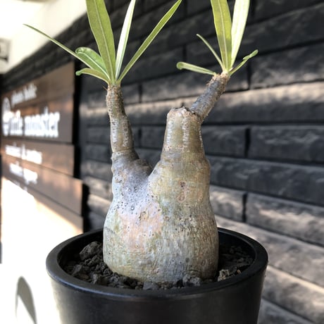 pachypodium gracilius《大きめS size》※現地球発根後店主国内管理2年株※霜降り柄のぼってり株元なバランス良き選抜株※mad black pot植え