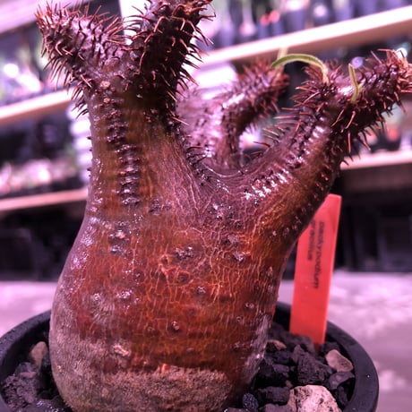 packypodium  gracilius《S size》※現地球発根済み株‼︎  （限定1株）※一期一会な赤肌球体チビキリス※mad black pot植え
