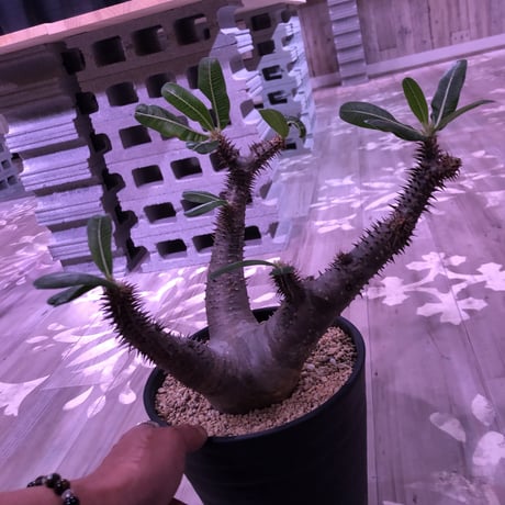 packypodium  roslatum  var.horombense《L L size》※発根済み株