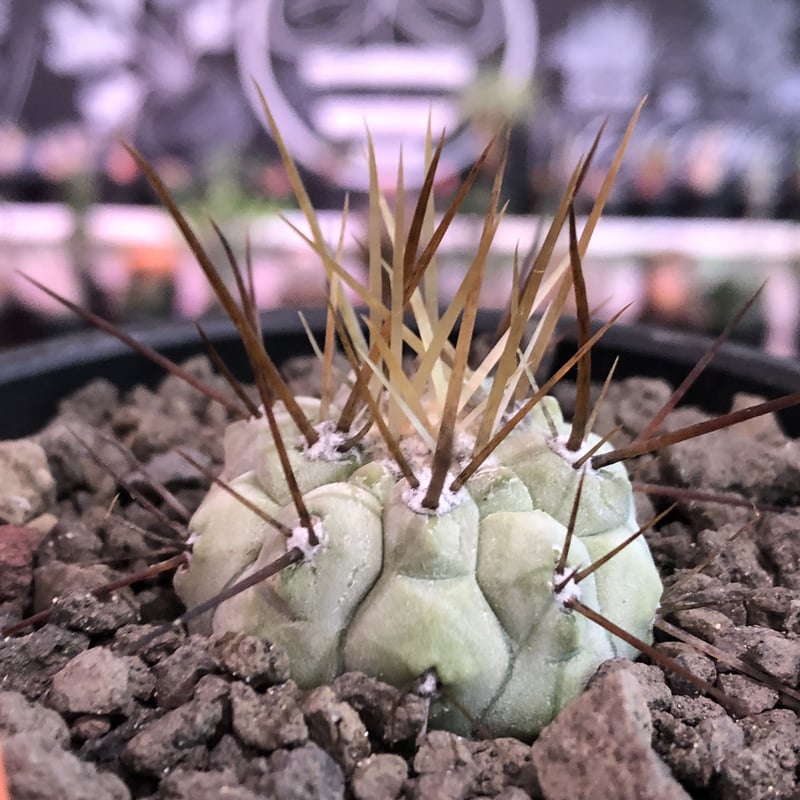 コピアポア黒王丸 Copiapoa cinerea 長刺タイプ