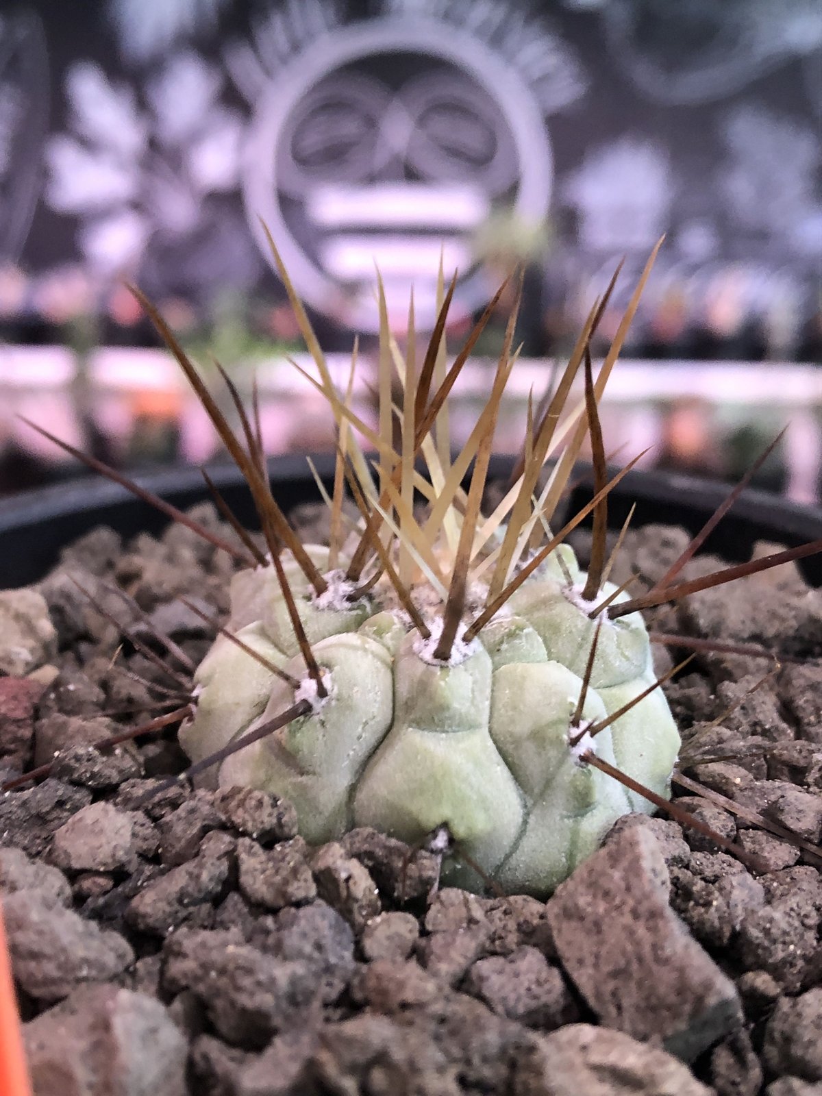 copiapoa cinerea 長刺白棘黒王丸《小さめM size》激希少‼︎※現地球
