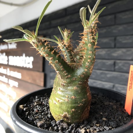 pachypodium gracilius《M size》希少green肌&W-he'd株※現地球発根後店主国内管理2年株※強いgreen肌とぼってり株元な選抜株※mad black pot植え