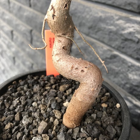adansonia  digitata （バオバブの木）《M size》 ※発根済株※冬季もしっかり管理した小さめでも丈の締まった成長が大変楽しみなバオバブ※mad  black  pot植え
