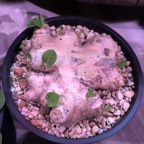 packypodium  brevicaule  恵比寿笑い《M  size》丁度良いsize感