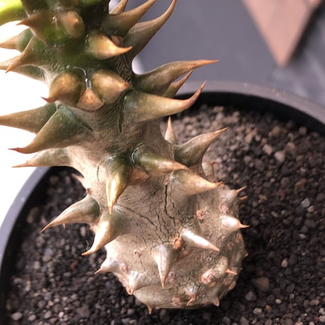 pachypodium  baronii《M size》※激希少‼︎現地球発根後店主国内管理3年株※現地らしい荒いstuds棘に肌質‼︎weight低め極太樹形※mad black pot植え